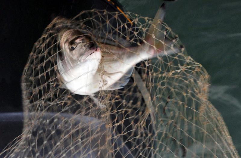 Peche sportive 8.JPG